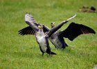 Aalscholver  (juveniel) (Great Cormoran) (Phalacrocorax carbo) - Ogii Nuur 14-08-2016 (7)